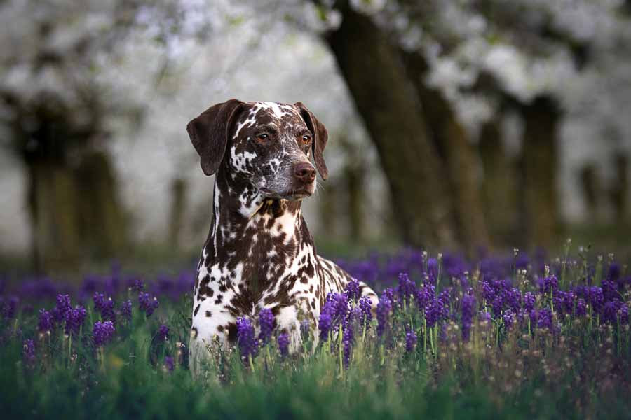 Kirschblütenshooting Hundefotografie